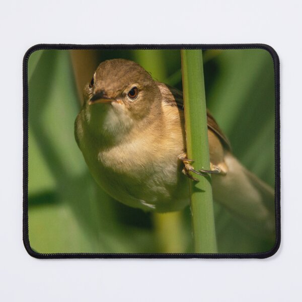 Item preview, Little reed warbler designed and sold by cgnature1983.