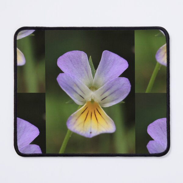Item preview, Purple and Yellow Wild Pansy Flower Macro Photography designed and sold by vikko-art.