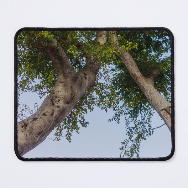 Item preview, Tall Tree Trunk With Green Foliage Against a Clear Blue Sky designed and sold by Nmallia.