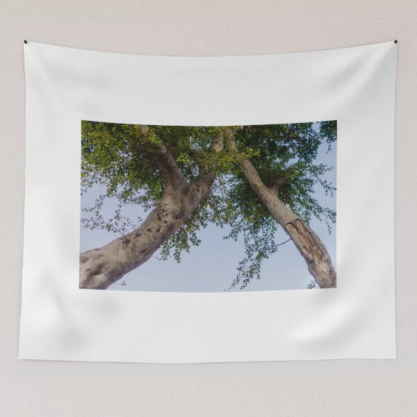 Item preview, Tall Tree Trunk With Green Foliage Against a Clear Blue Sky designed and sold by Nmallia.