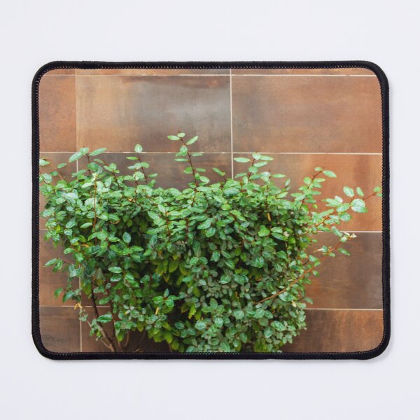 Item preview, Green Bush in Rusty Planter Against Brown Tile Wall for Urban Garden and Outdoor Decor designed and sold by Nmallia.