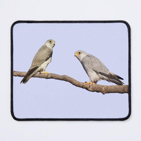 Item preview, Grey Falcon (no background) designed and sold by ZoObsessed.