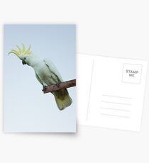 Sulphur-Crested Cockatoo Postcards
