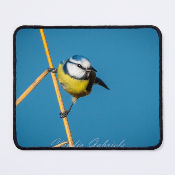 Item preview, Blue tit designed and sold by cgnature1983.