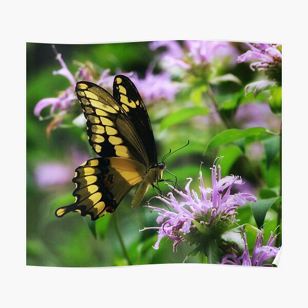 Tiger Swallowtail & Bee balm Poster