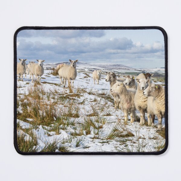 Item preview, Sheep in Winter designed and sold by Jane Stanley Photography.