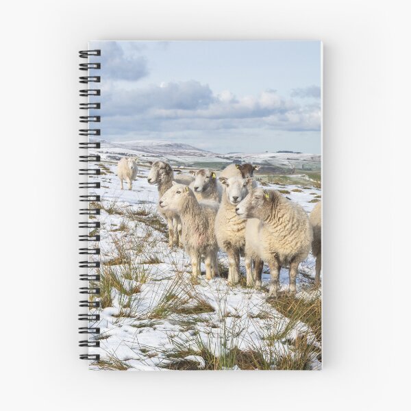 Item preview, Sheep in Winter designed and sold by Jane Stanley Photography.