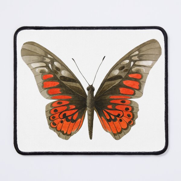 Item preview, Acraea Swordtail Butterfly (Graphium ridleyanus) – Watercolor Study designed and sold by veroniquecole.