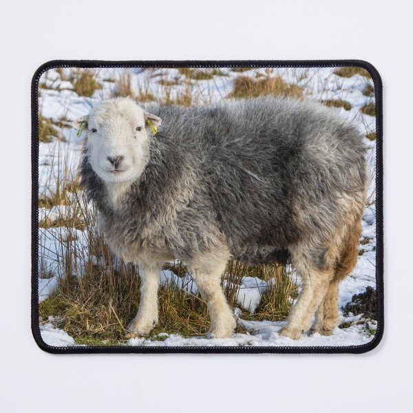 Item preview, Herdwick Sheep in the Snow designed and sold by Jane Stanley Photography.