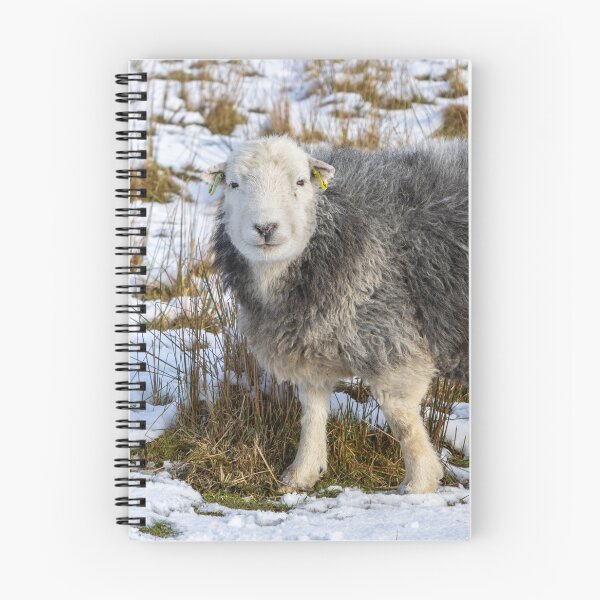 Item preview, Herdwick Sheep in the Snow designed and sold by Jane Stanley Photography.