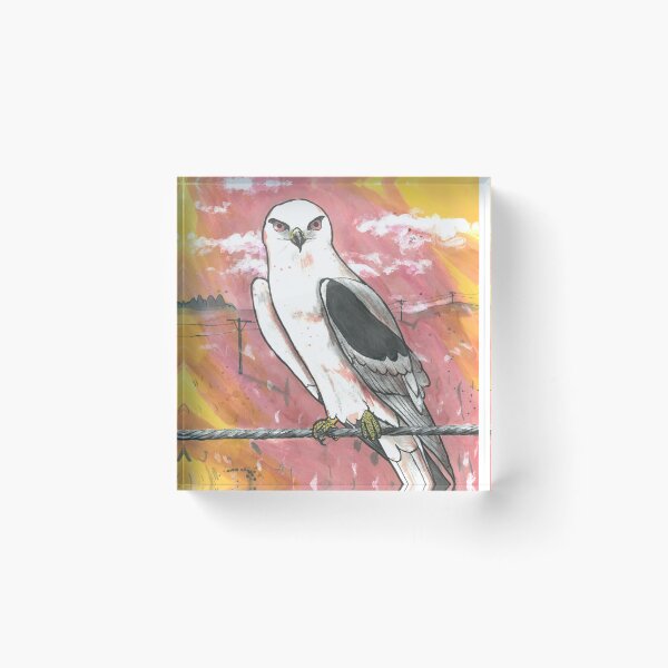 Item preview, Black winged kite designed and sold by mynature1.