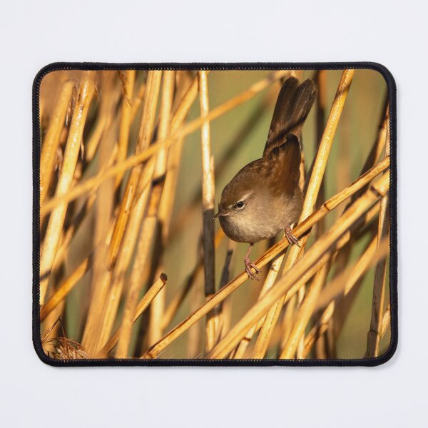 Item preview, Cetti's warbler designed and sold by cgnature1983.