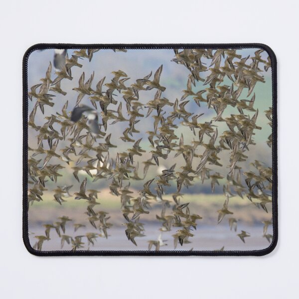 Item preview, European Golden Plover designed and sold by LaurenTucker.