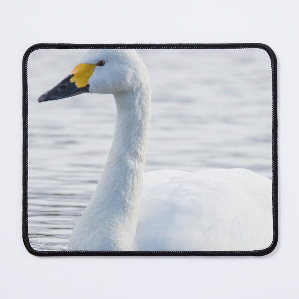 Item preview, Bewick's Swan designed and sold by LaurenTucker.