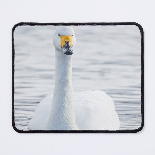 Item preview, Bewick's Swan designed and sold by LaurenTucker.