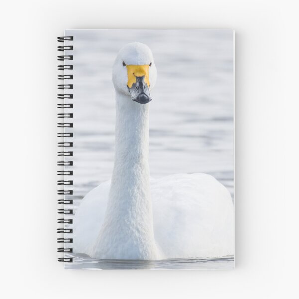 Item preview, Bewick's Swan designed and sold by LaurenTucker.