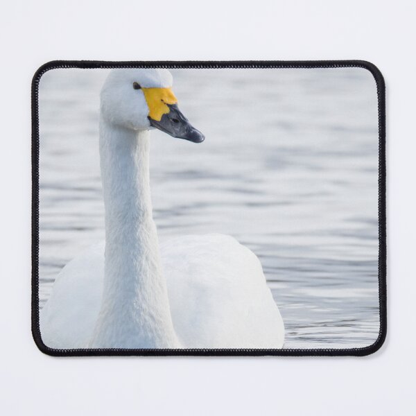Item preview, Bewick's Swan designed and sold by LaurenTucker.