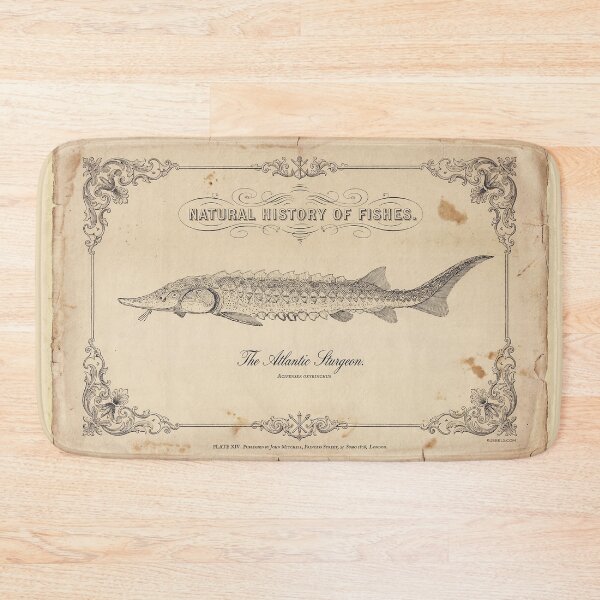 Item preview, Vintage Atlantic Sturgeon Art Print designed and sold by Jeeklsdotcom.