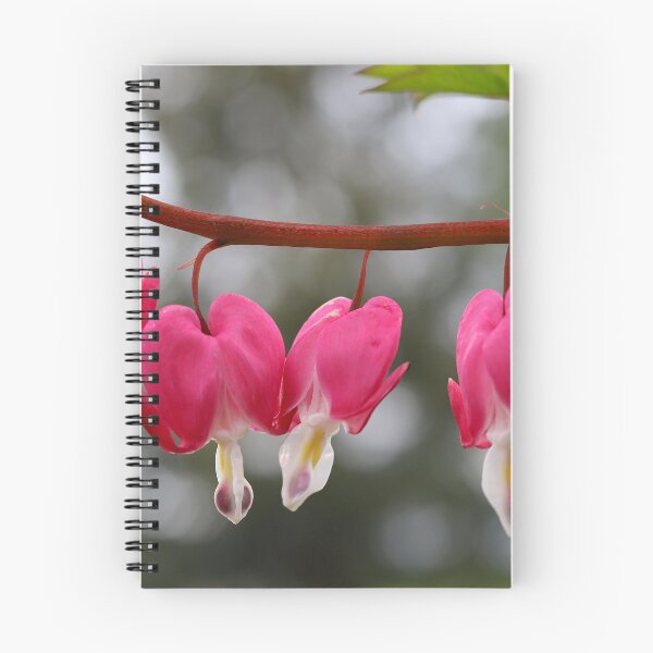Item preview, Bleeding Hearts in Spring designed and sold by BostonArcImage.