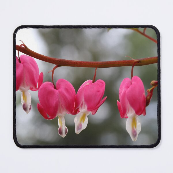 Item preview, Bleeding Hearts in Spring designed and sold by BostonArcImage.