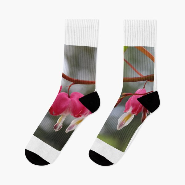 Item preview, Bleeding Hearts in Spring designed and sold by BostonArcImage.