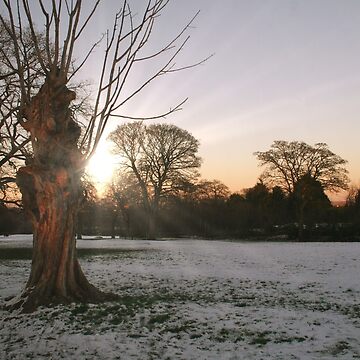 Artwork thumbnail, Winter Sun by Rachel J Bowler