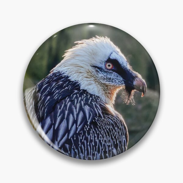 Item preview, Bearded Vulture designed and sold by Eidetic Photos.