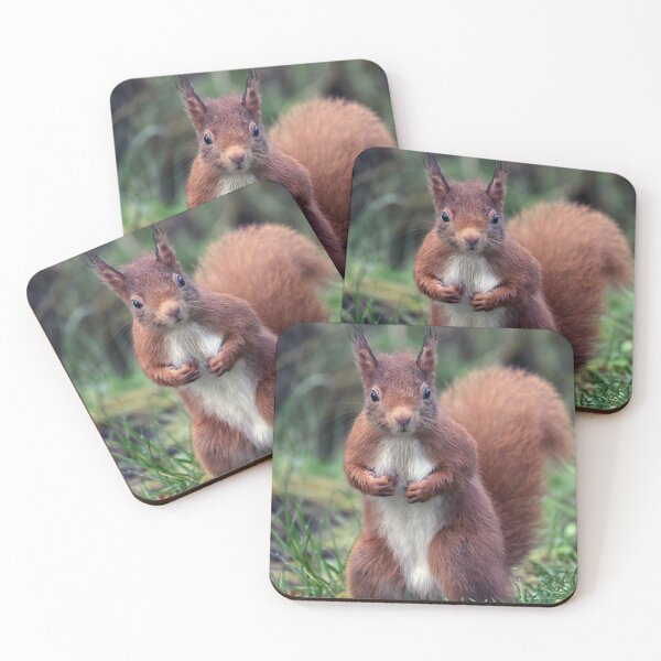 Item preview, Red Squirrel designed and sold by Tom McPherson Photography.
