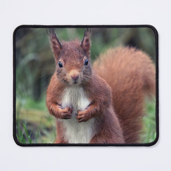 Item preview, Red Squirrel designed and sold by Tom McPherson Photography.