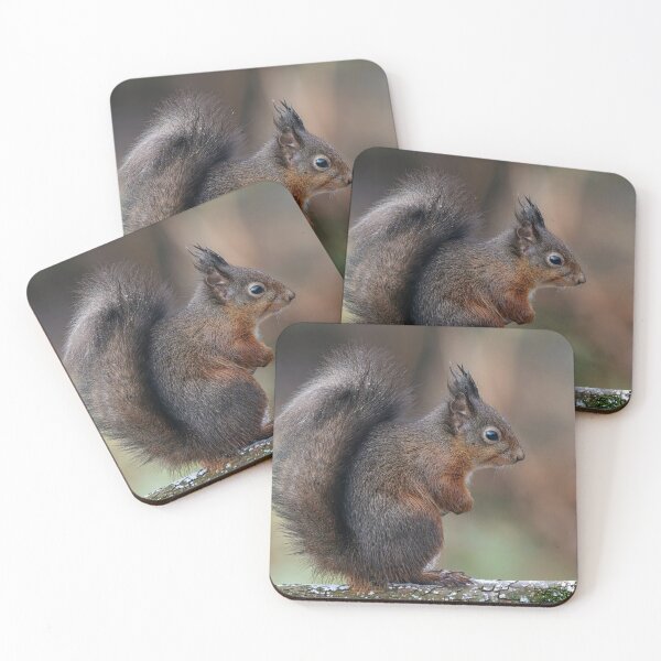 Item preview, The red squirrel designed and sold by Tom McPherson Photography.