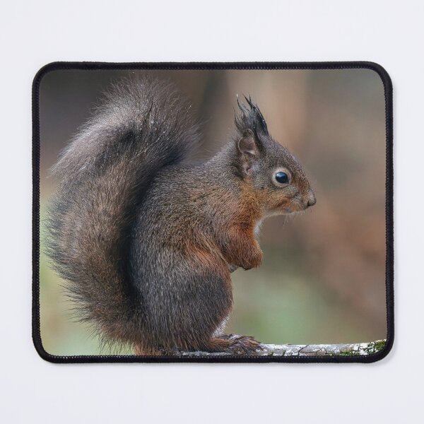 Item preview, The red squirrel designed and sold by Tom McPherson Photography.