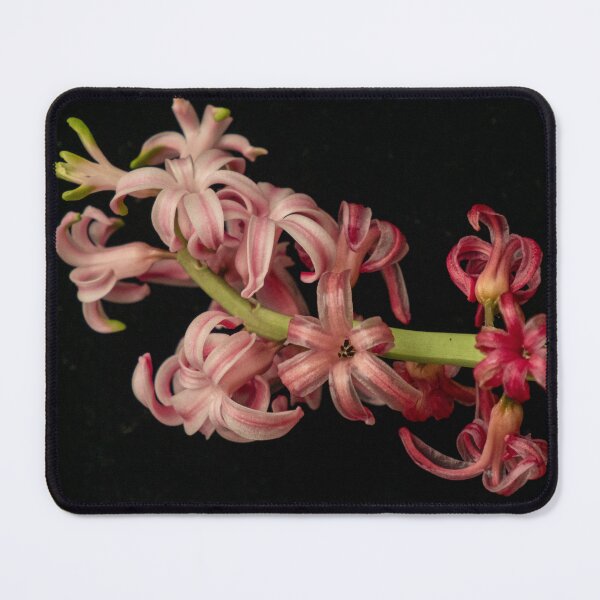 Item preview, Aging But Still Beautiful Hyacinth designed and sold by Gerda Grice Photography.