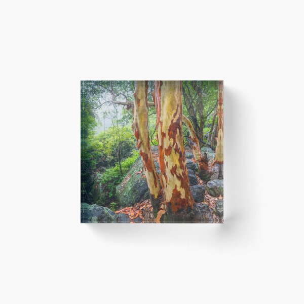 Item preview, Vibrant Gum Trees, Springbrook National Park, Queensland, Australia designed and sold by Michael Boniwell.