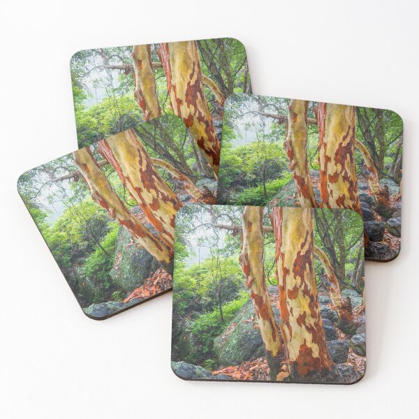 Item preview, Vibrant Gum Trees, Springbrook National Park, Queensland, Australia designed and sold by Michael Boniwell.