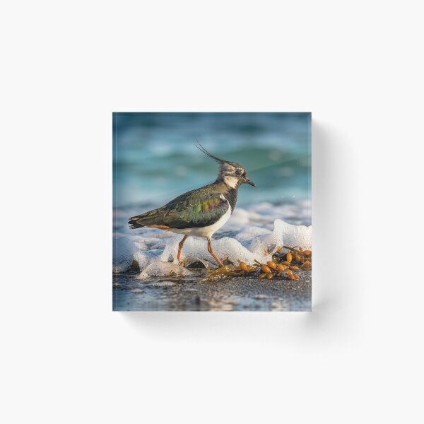 Item preview, Lapwing Forages for Food Along Ocean Shore designed and sold by Tridentulus.