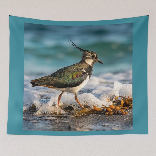 Item preview, Lapwing Forages for Food Along Ocean Shore designed and sold by Tridentulus.