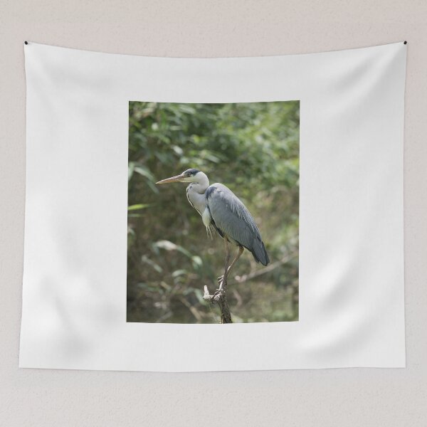 Item preview, Gray heron posing on a branch designed and sold by brambillasimone.