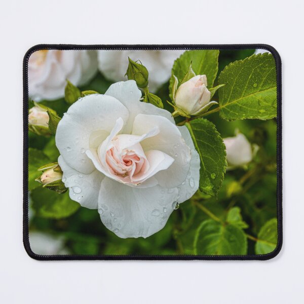 Item preview, White roses designed and sold by Erwin G. Kotzab.