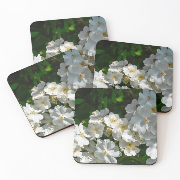 Item preview, Rosy Boom - white shrub roses designed and sold by Erwin G. Kotzab.