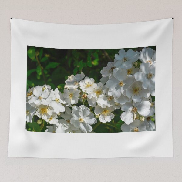 Item preview, Rosy Boom - white shrub roses designed and sold by Erwin G. Kotzab.