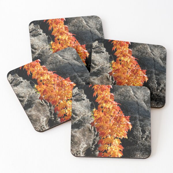 Item preview, Maple leaves on display in the middle of a rock formation. Life will find a way. designed and sold by WeatherShot.