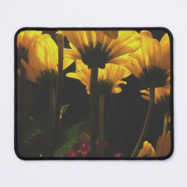 Item preview, Radiant Blossoms – Backlit Yellow Flower Photography designed and sold by Artondra Hall.