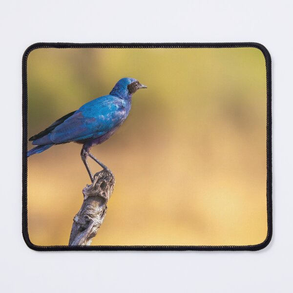 Item preview, Burchell’s Starling designed and sold by Kay Brewer.