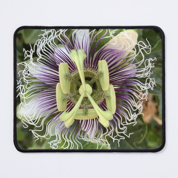 Item preview, Passion Flower designed and sold by Donna Turner.