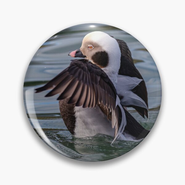 Item preview, The long-tailed duck  designed and sold by Tom McPherson Photography.