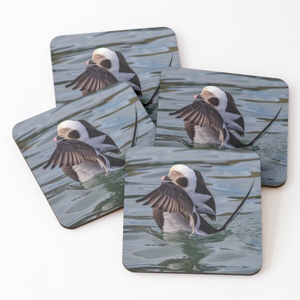 Item preview, The long-tailed duck  designed and sold by Tom McPherson Photography.