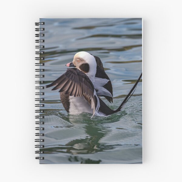 Item preview, The long-tailed duck  designed and sold by Tom McPherson Photography.