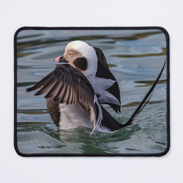 Item preview, The long-tailed duck designed and sold by Tom McPherson Photography.