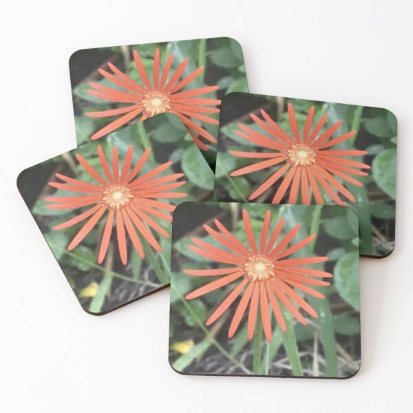 Item preview, Barberton Daisy designed and sold by HeritageGlow.