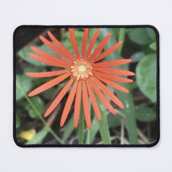 Item preview, Barberton Daisy designed and sold by HeritageGlow.